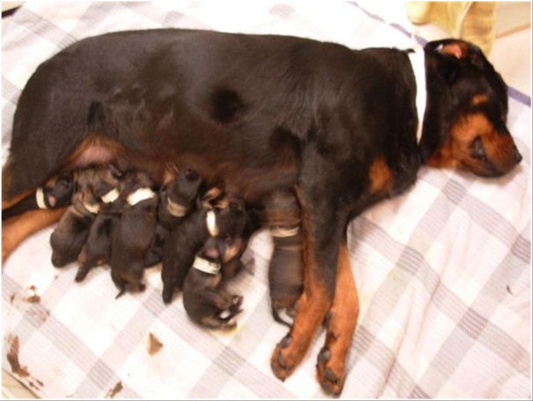 Сенбернар и ротвейлер