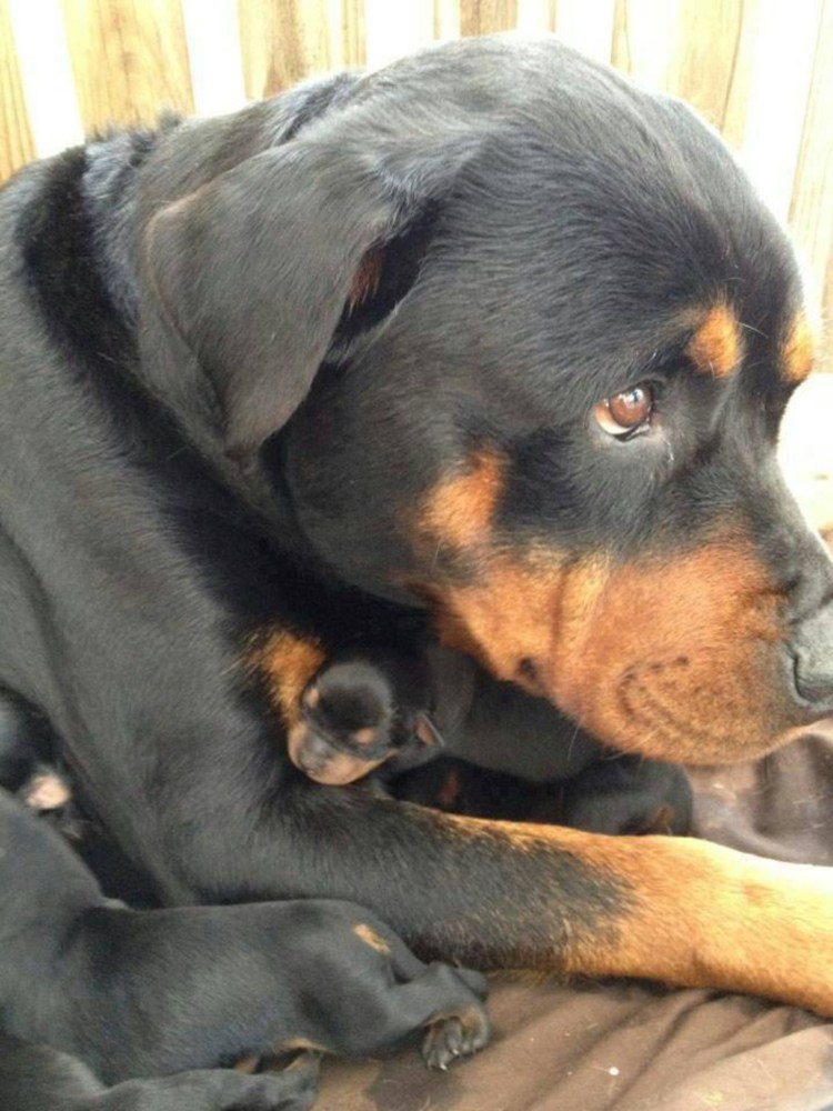 Роджерс ротвейлер