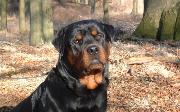 Доберман щенок