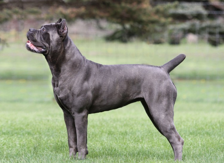 Кане Корсо собака щенок