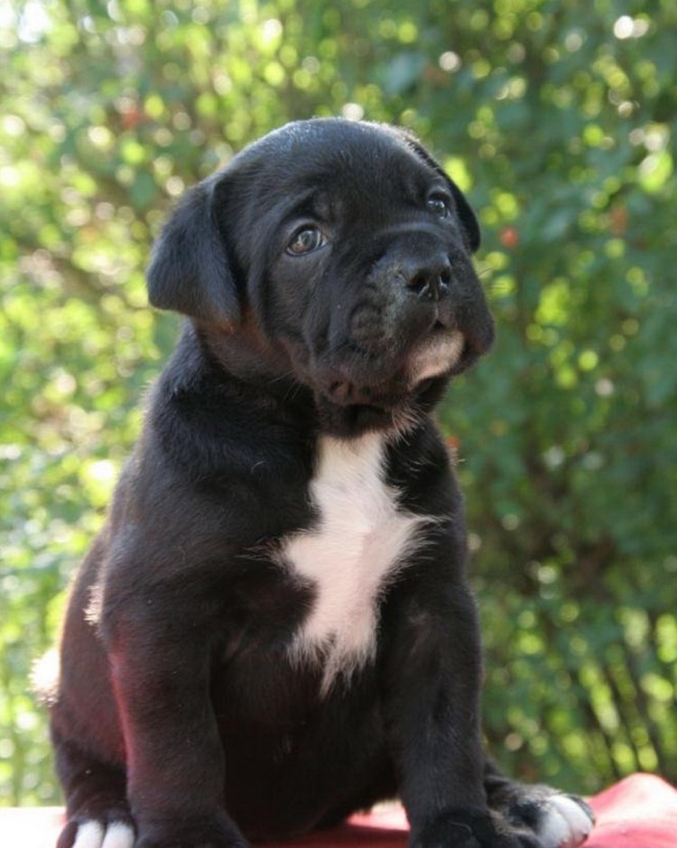 Кане Корсо фото