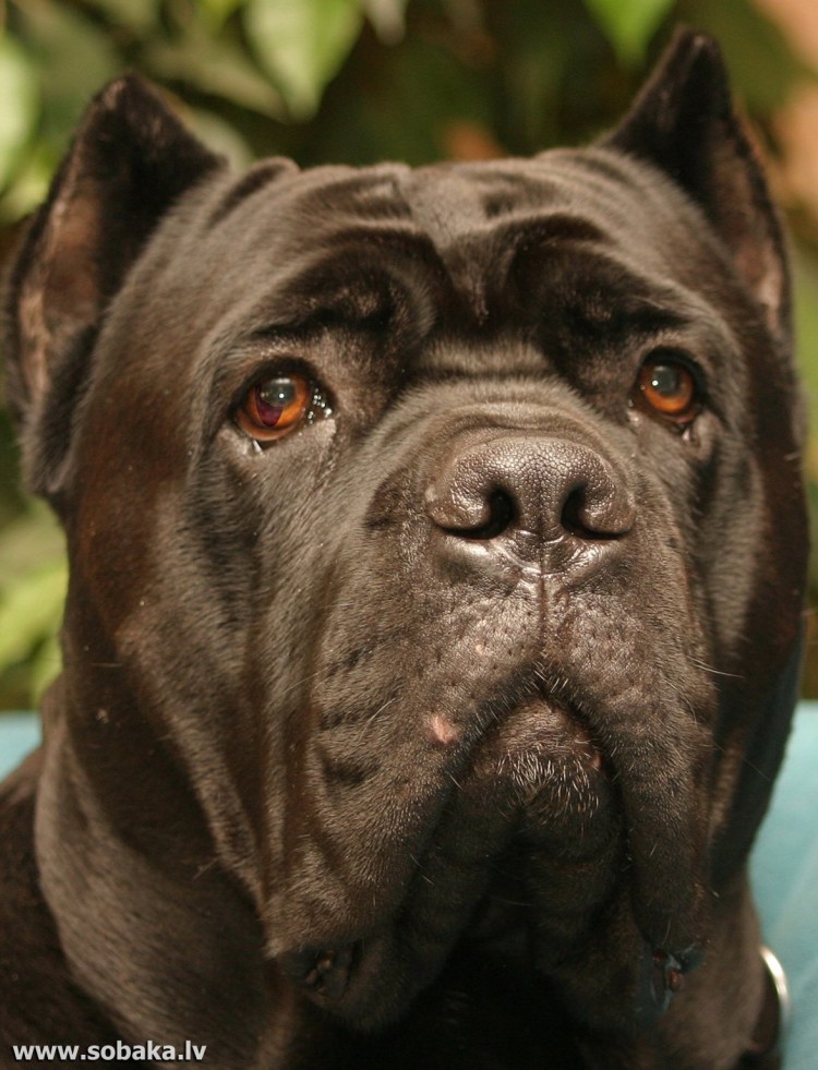 Кане Корсо собака