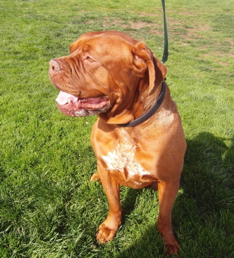 Американский булли терьер