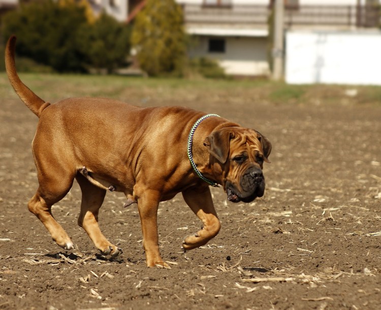 Перро де преса Канарио