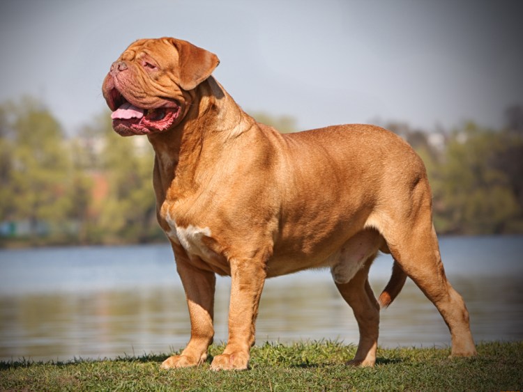 Американский питбультерьер черный