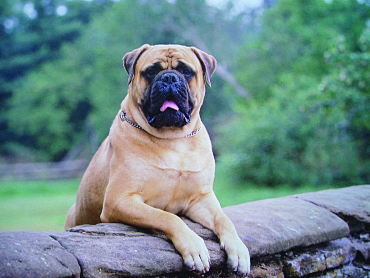 Мастиф Стаффорд