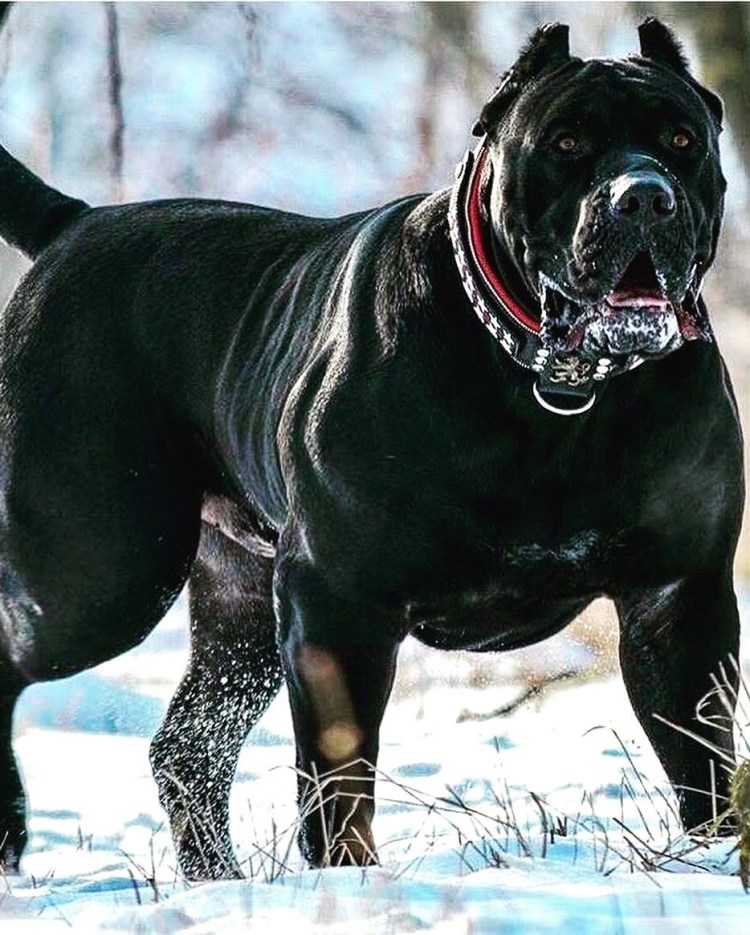 Питбульмастиф фото