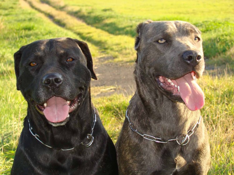 Американский бандог порода