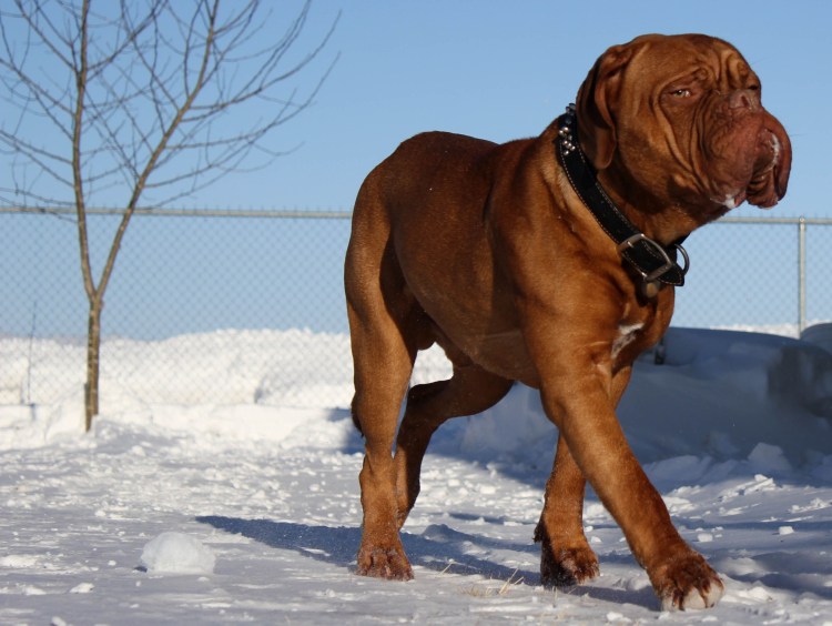 Американский бандог