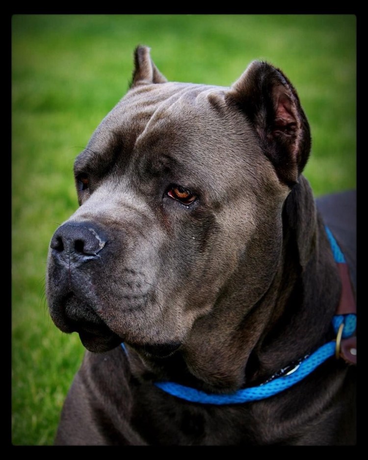 Стаффорд питбуль бультерьер