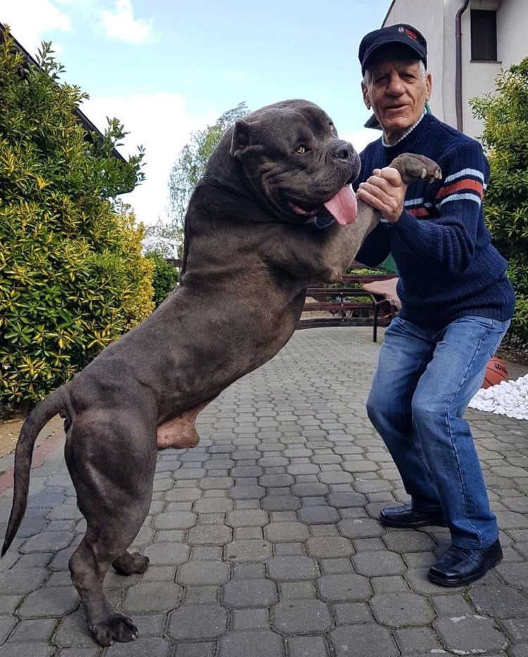 Американский бандог черный