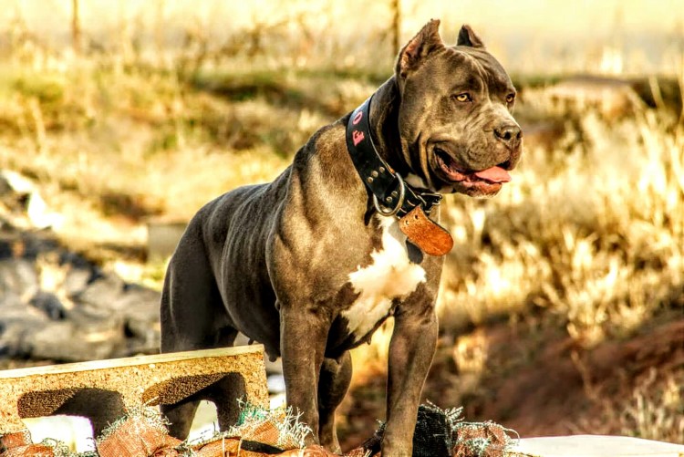 Бордосский дог Хуч