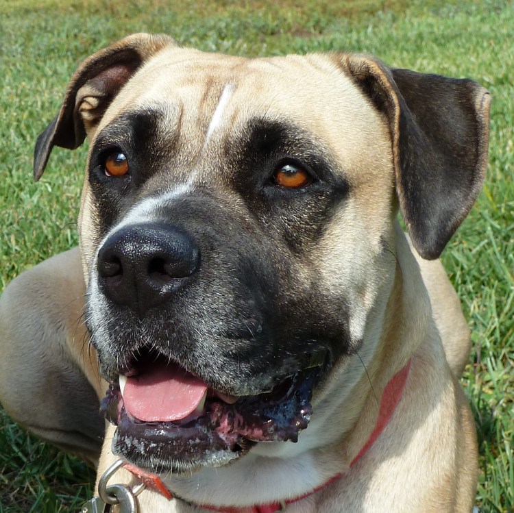 Акбаш американский бандог