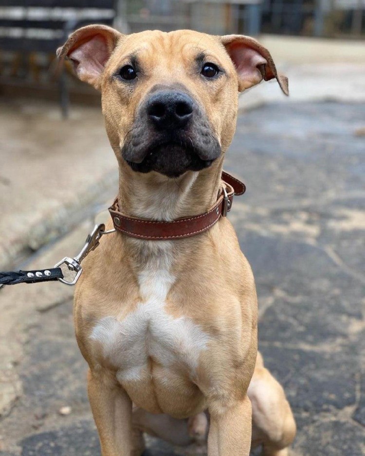 Американский питбультерьер терьер