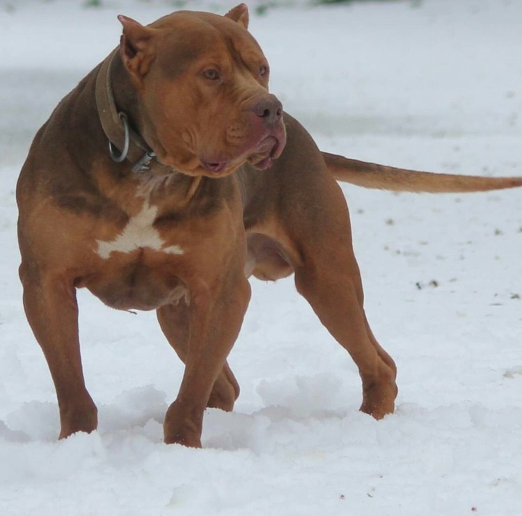 Питбультерьер и стаффордширский терьер