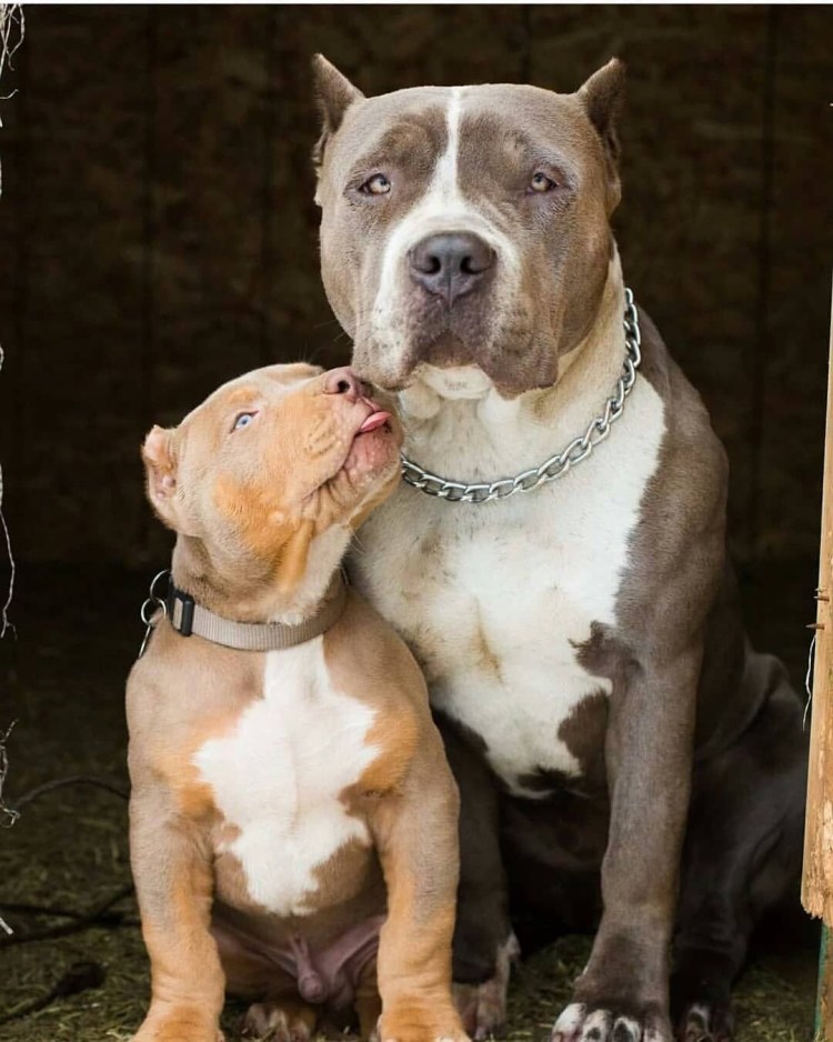 Американский стаффордширский терьер