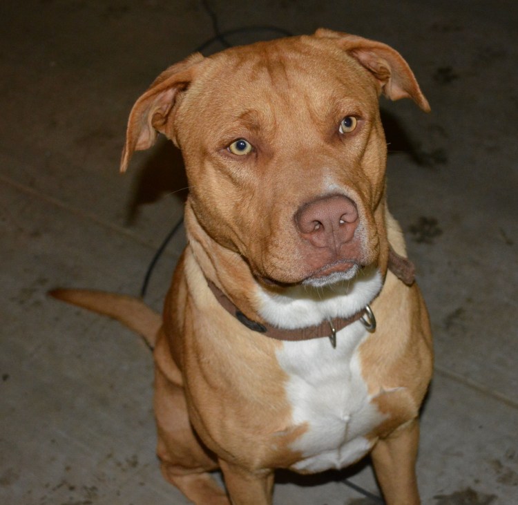 Стаффордширский терьер и питбуль