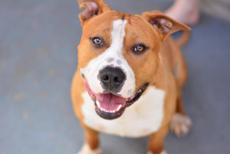 Ам стаффордширский терьер