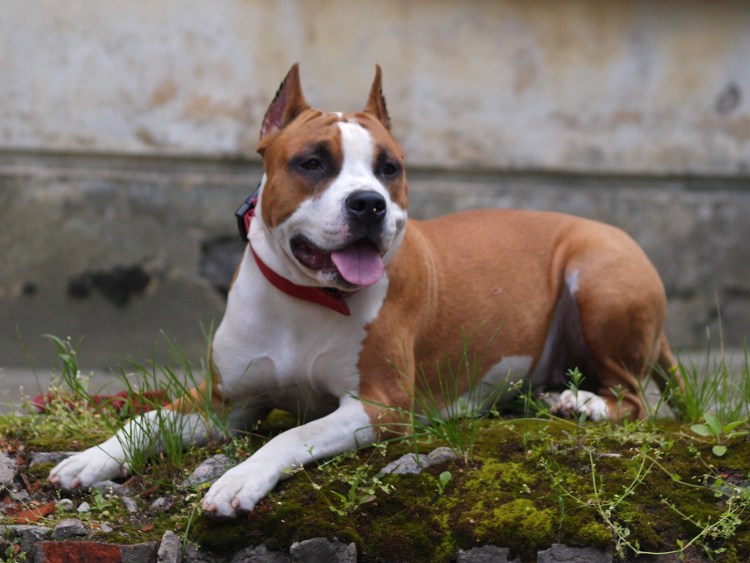 Американский стаффордширский терьер