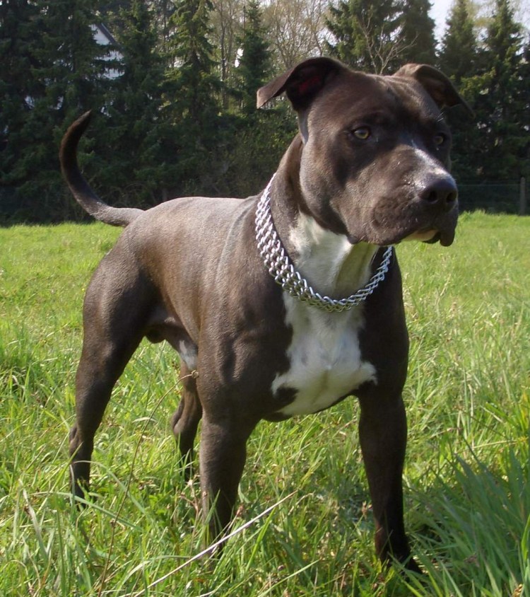 Американский стаффордширский терьер