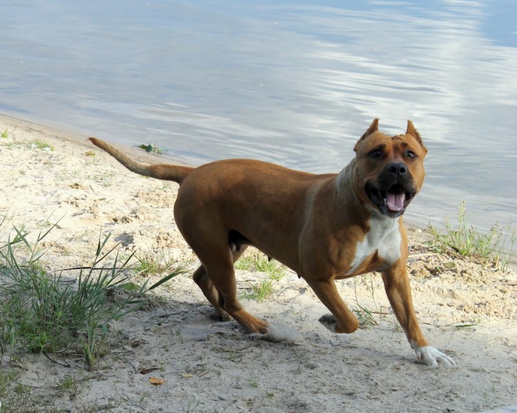 Ам стаффордширский терьер