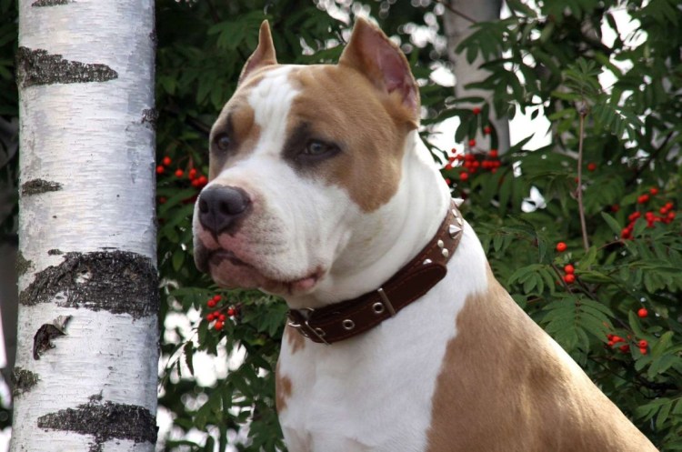 Американский стофапрдширдскийтерьер