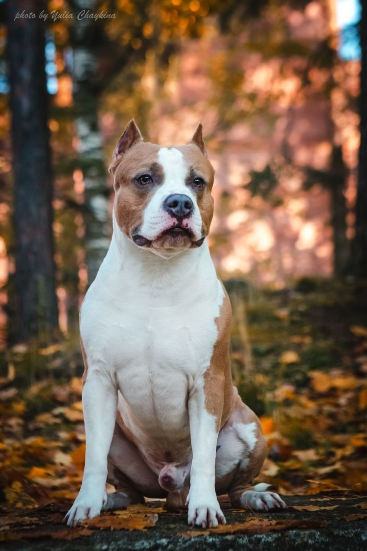 Американский стаффордширский терьер