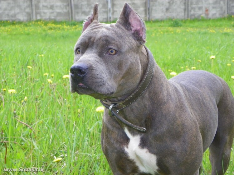 Стаффорд терьер