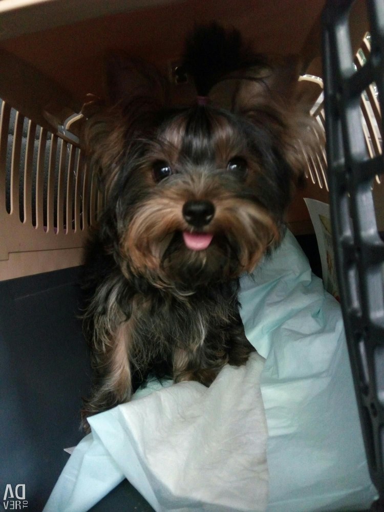 Стрижка собак до и после