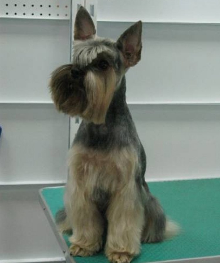 Гигиеническая стрижка собак