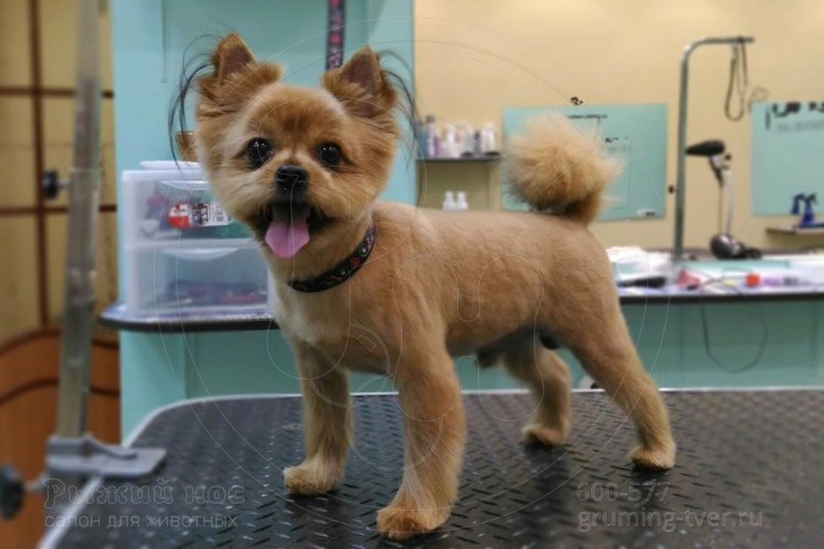 Стрижка для собаки метисы