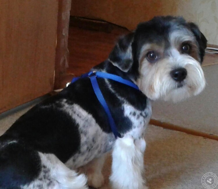 Стрижка Йорка и шпица