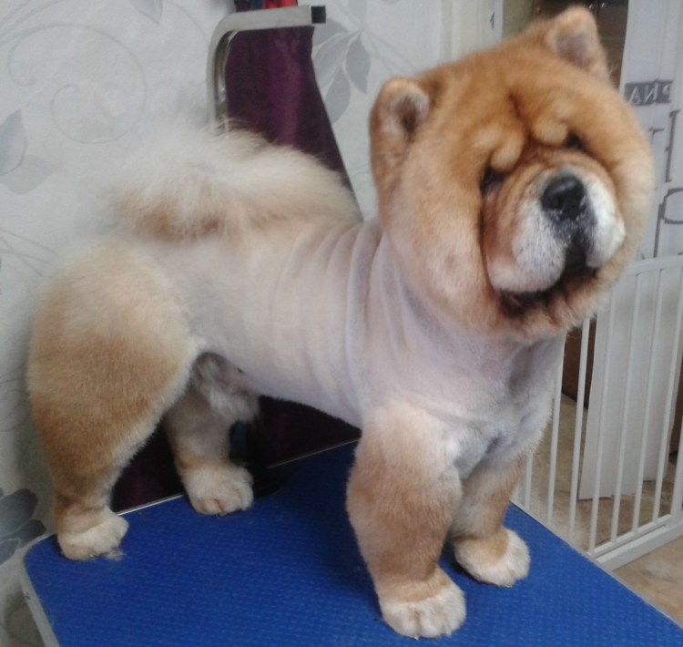 Стрижка для мальчика с вьющимися волосами