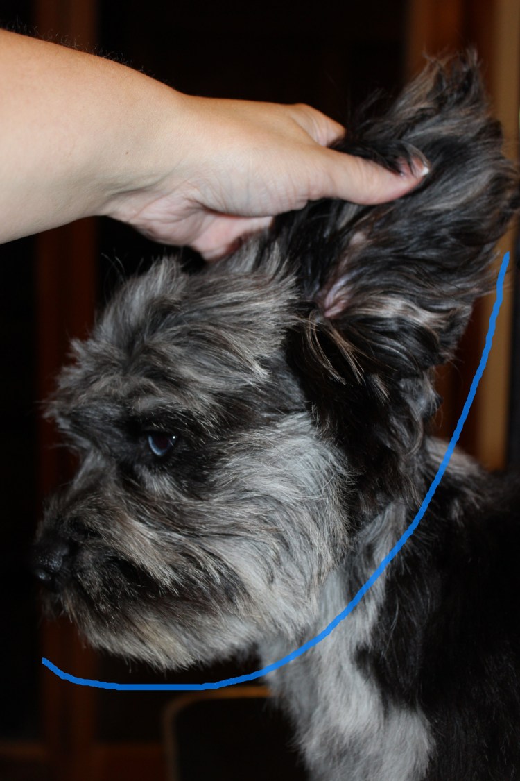 Стрижки для метисов шпица