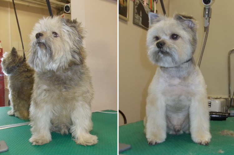 Ризеншнауцер триммингованный