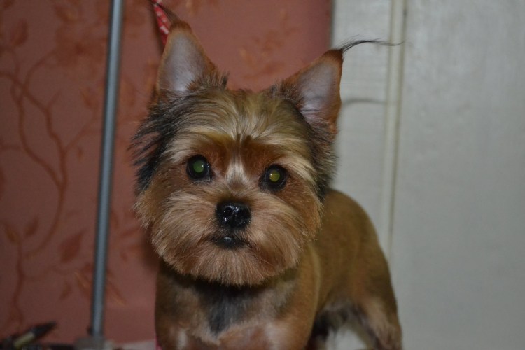 Стрижка Йорк Медвежонок