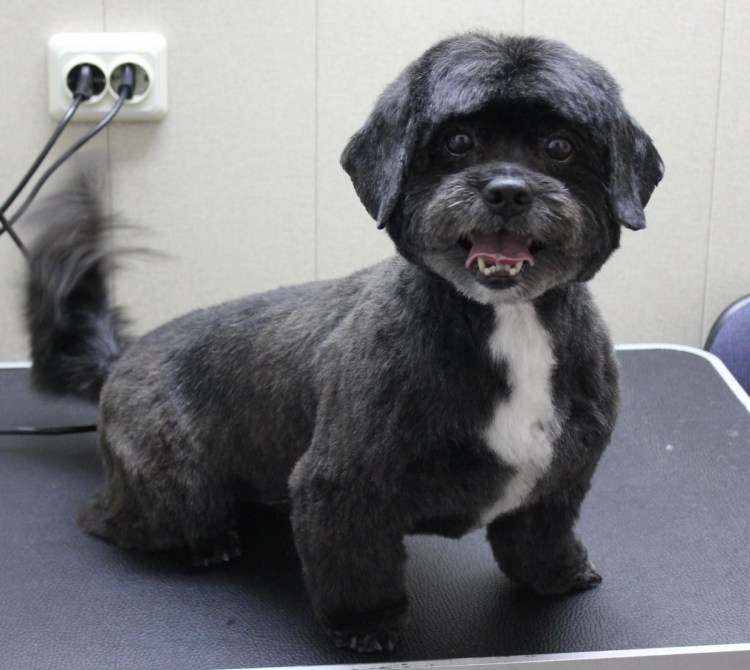 Стрижка метиса Йорка