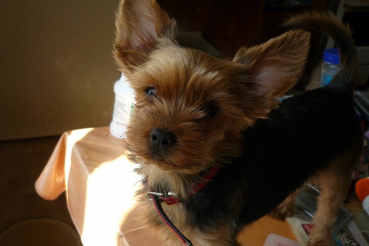 Стрижка пуделя креатив