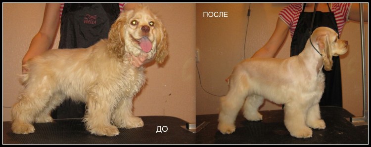 Бирюлево Западное стрижка собак