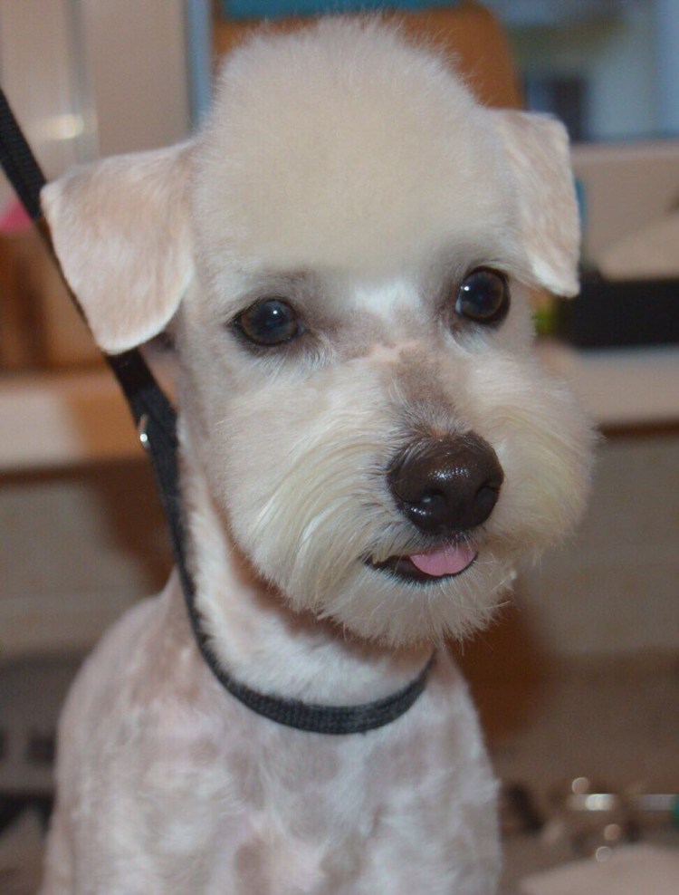 Неудачные стрижки собак