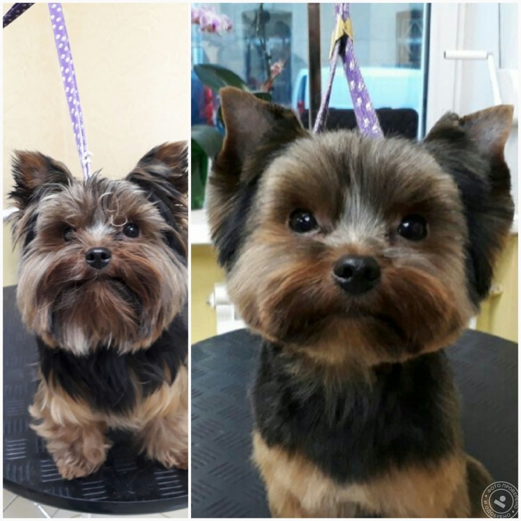 Подстрижка кокер спаниель