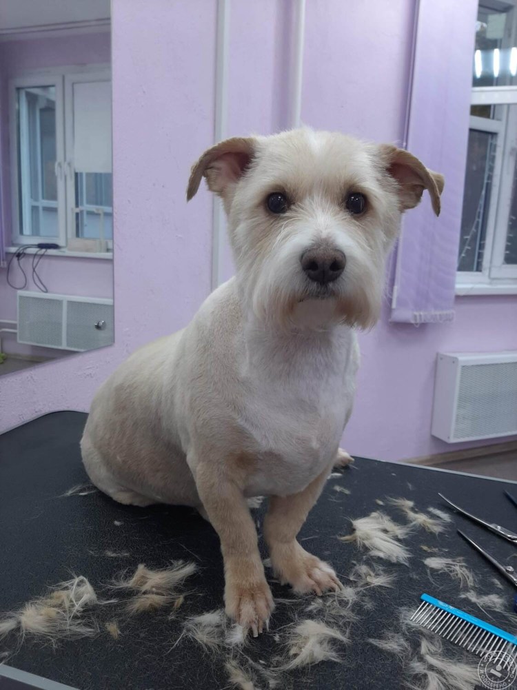 Грумминг американского кокер спаниеля