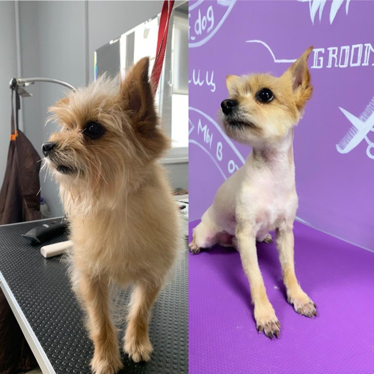 Стрижка Йорка под шнауцера