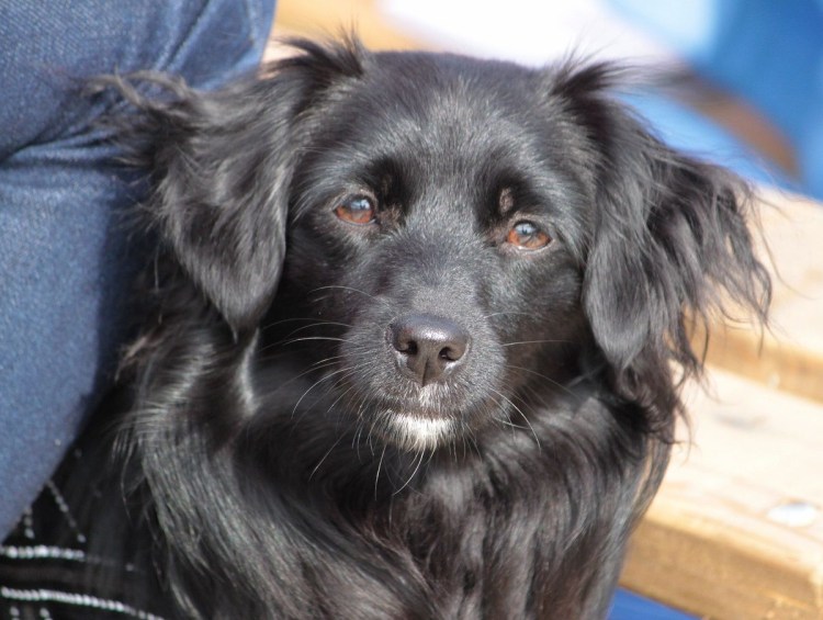 Голландский тульпхонд