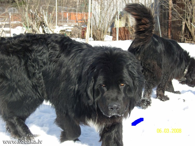 Бельгийская овчарка грюнендаль