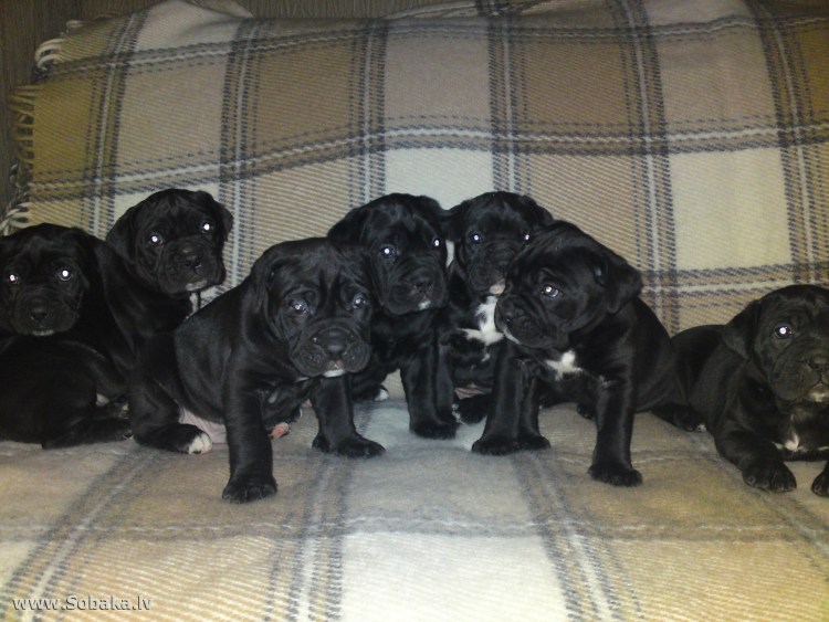 Коикерхондье рисунок