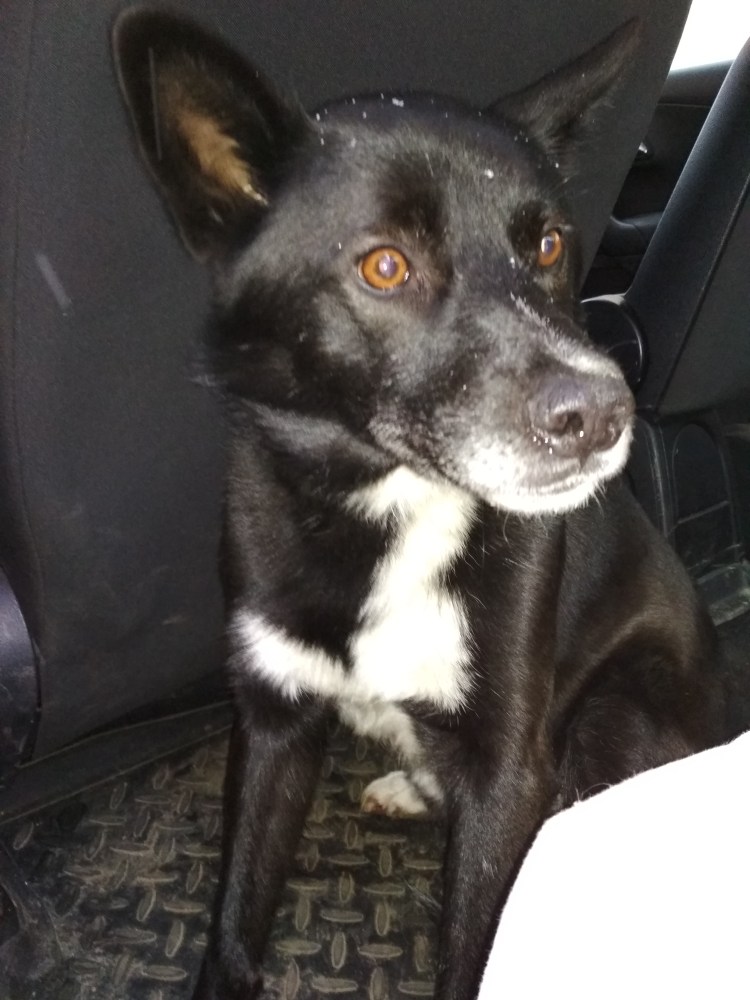 Маркиз порода собак