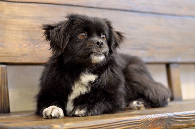 Лайма спаниель