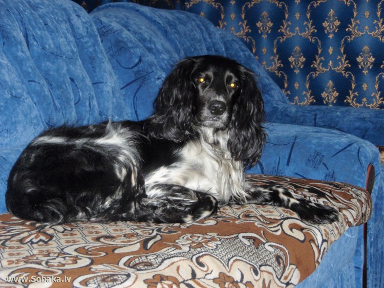 Алопекис длинношерстный черный