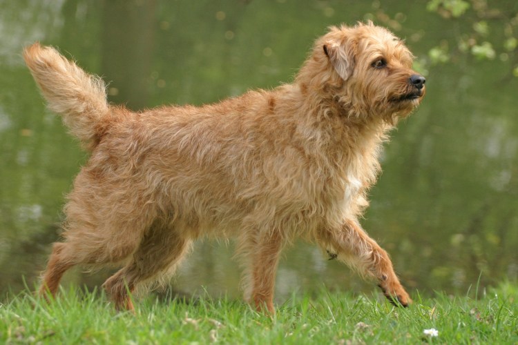 Холодильник Toshiba gr-rt565rs(LS)